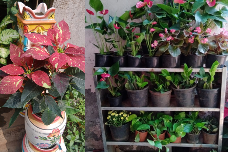 Indoor Plants Suppliers Andheri 