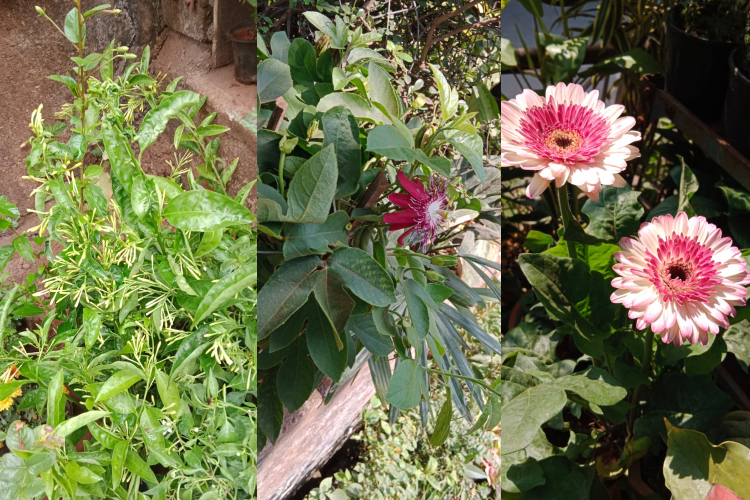 Outdoor Plants Suppliers Andheri 